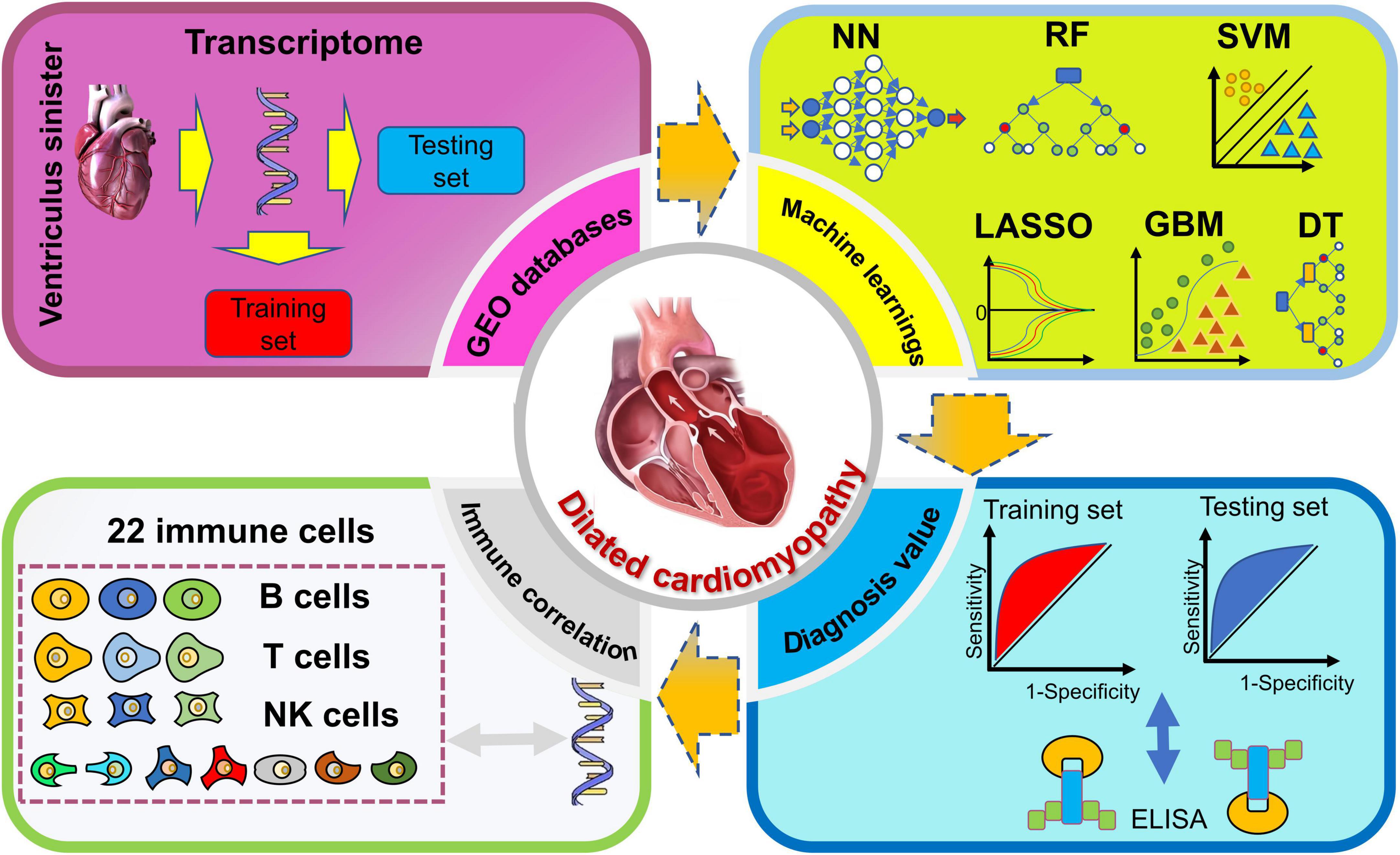 Multiple-model machine learning identifies potential functional genes in dilated cardiomyopathy